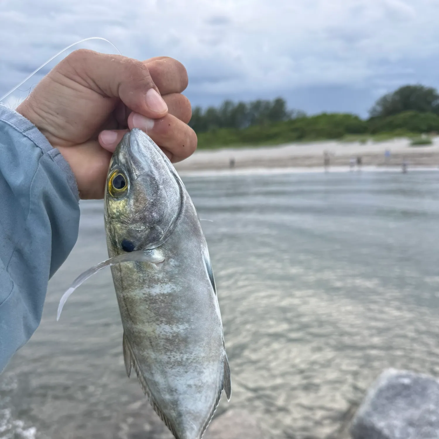 Blue runner caught on Fishbrain