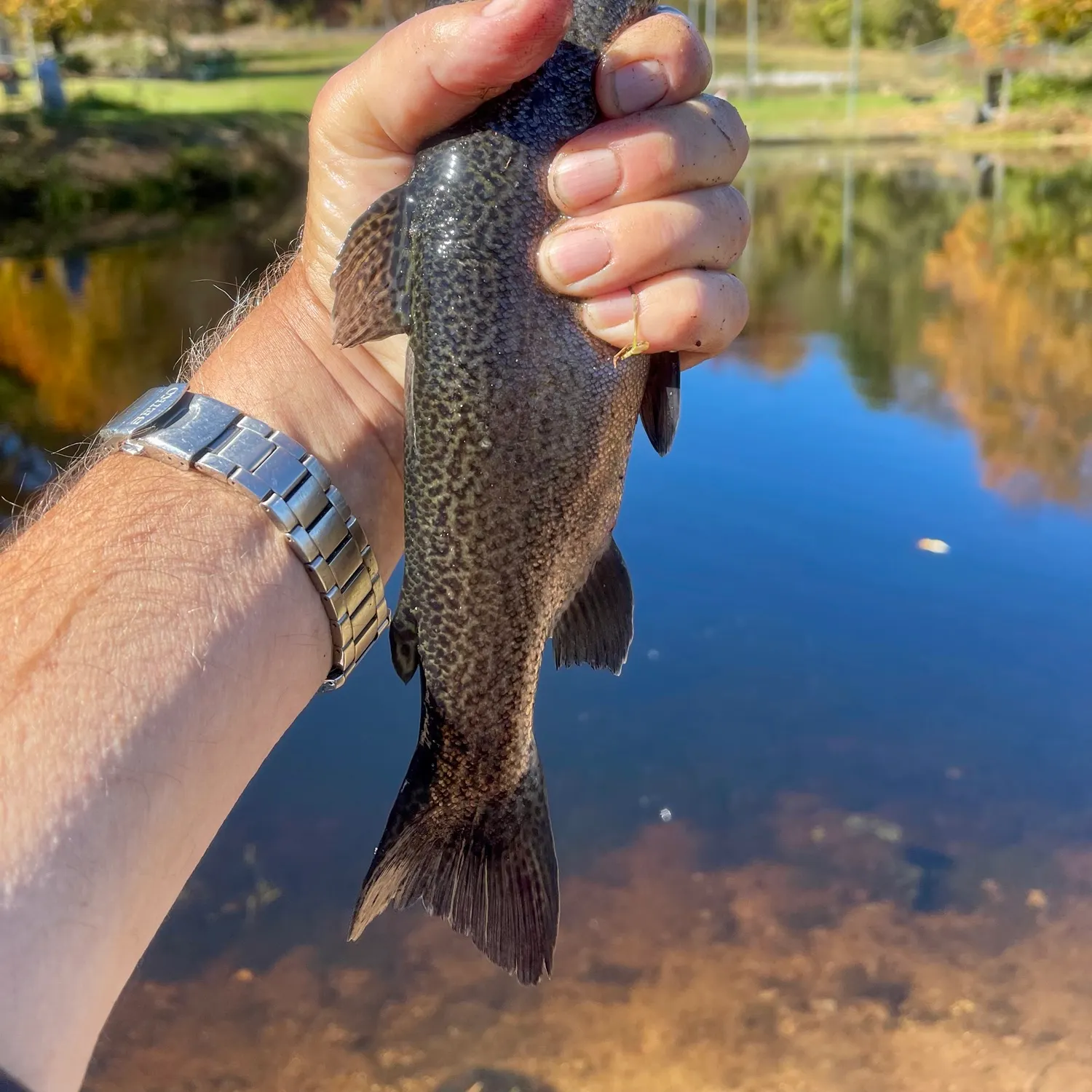 Rainbow trout caught on Fishbrain