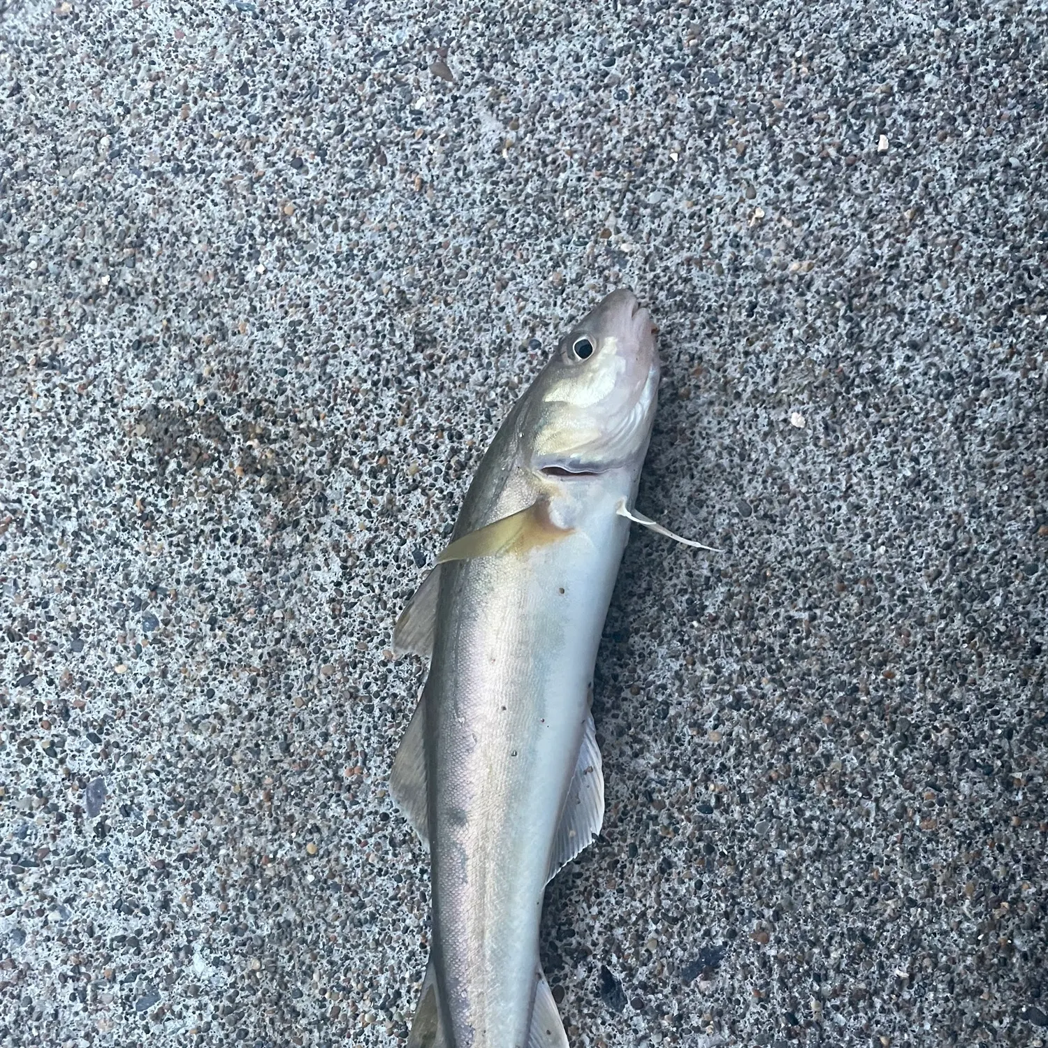 The most recent Saffron cod catches on Fishbrain