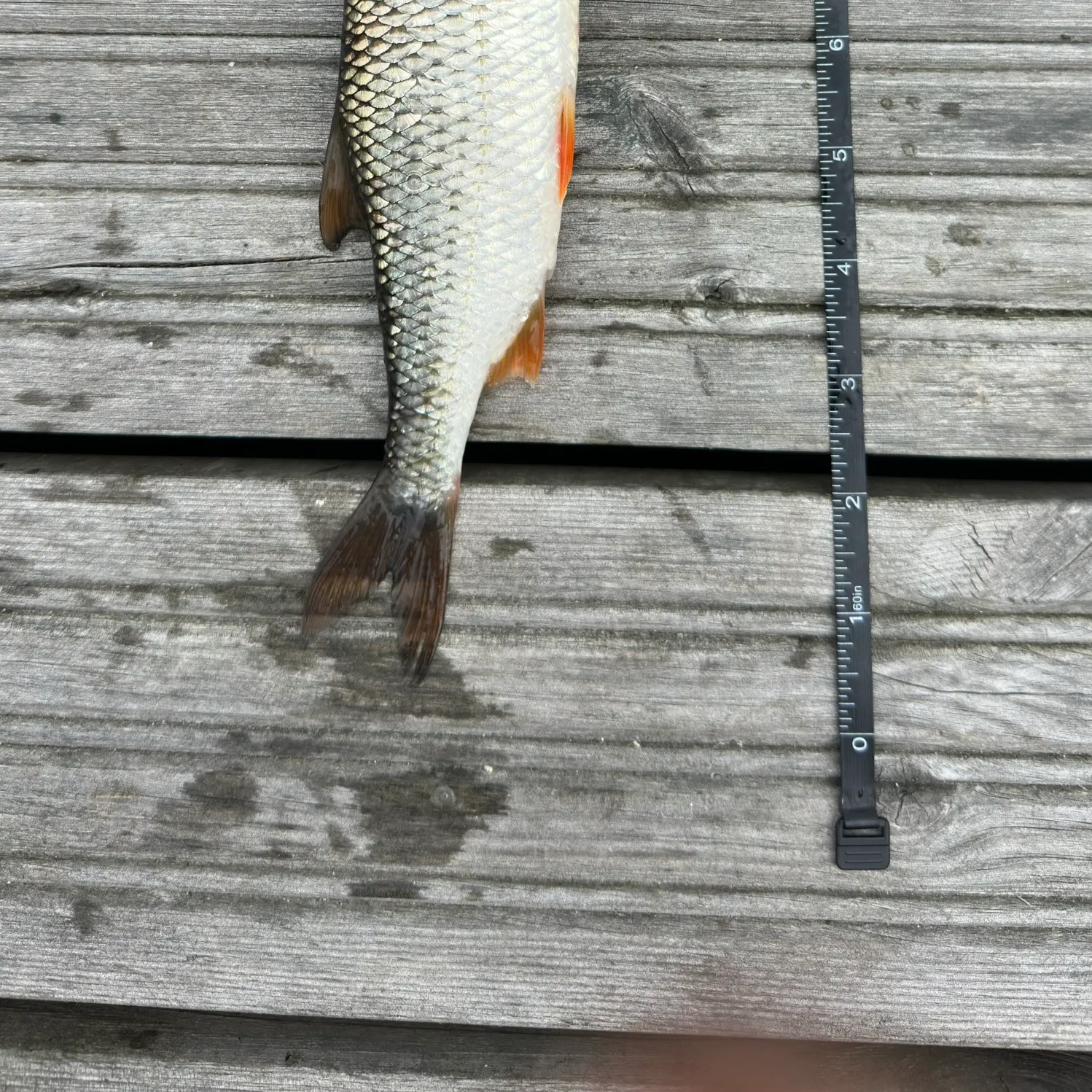 Common roach caught on Fishbrain