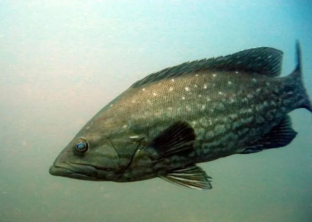 Comb grouper