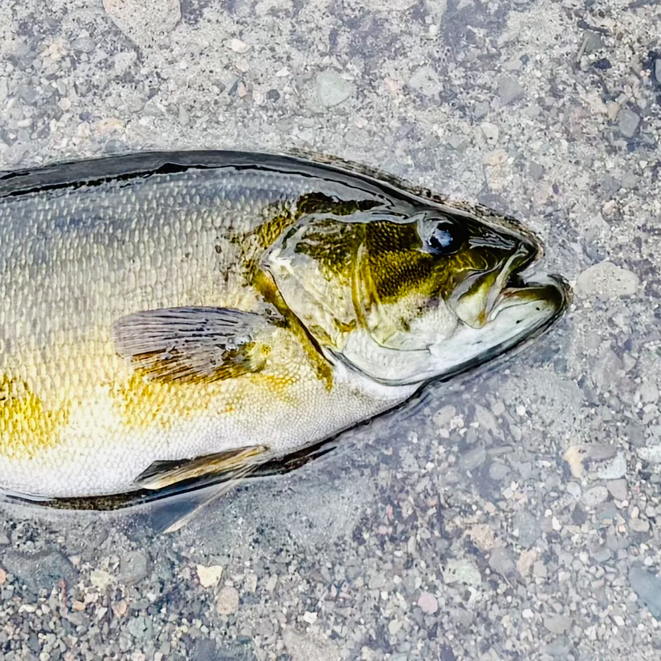 Fish caught on Fishbrain