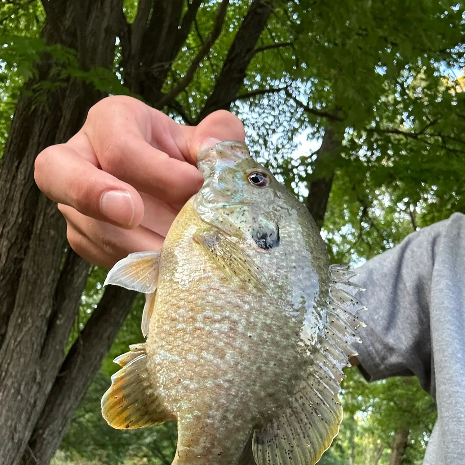 Greengill hybrid caught on Fishbrain