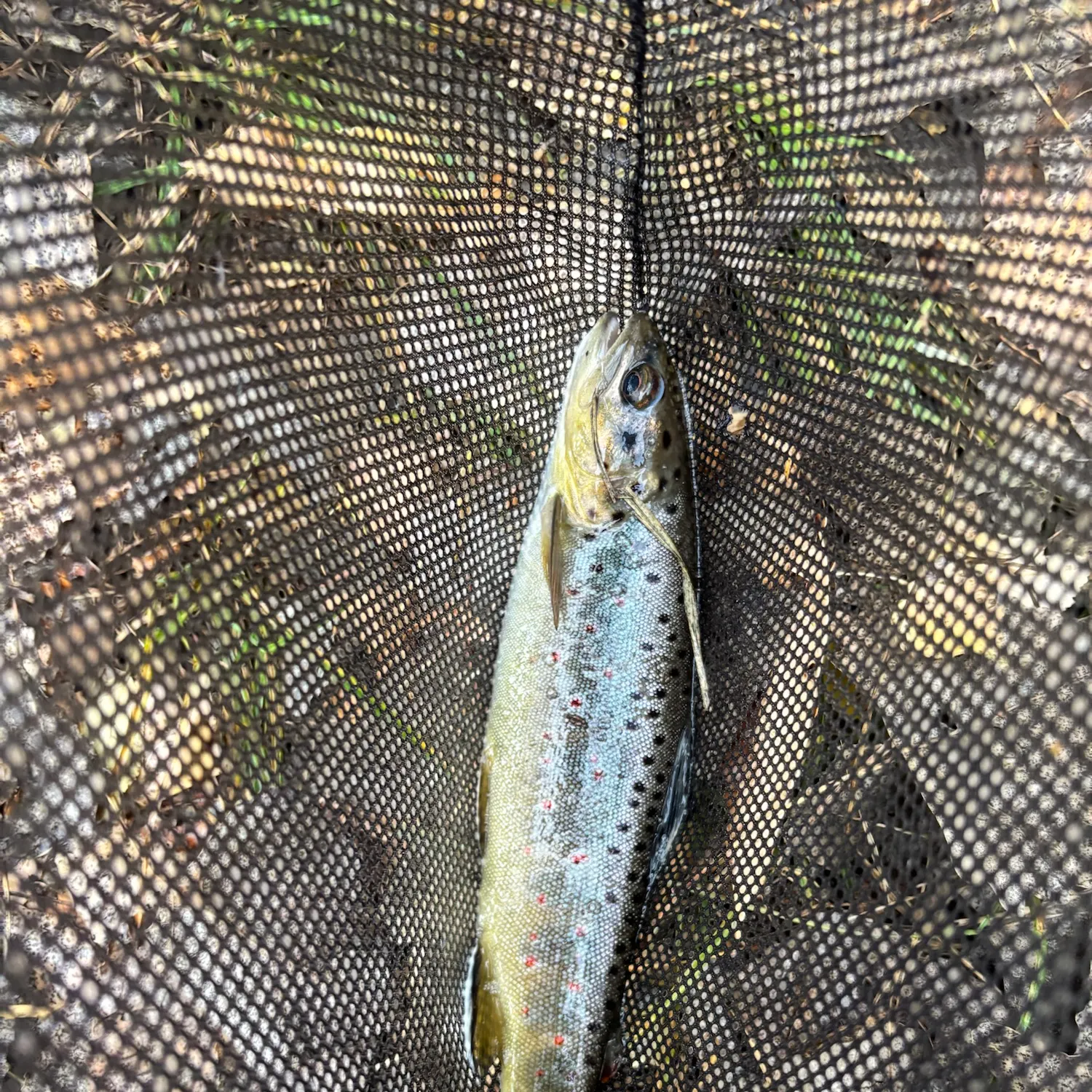 Brown trout caught on Fishbrain