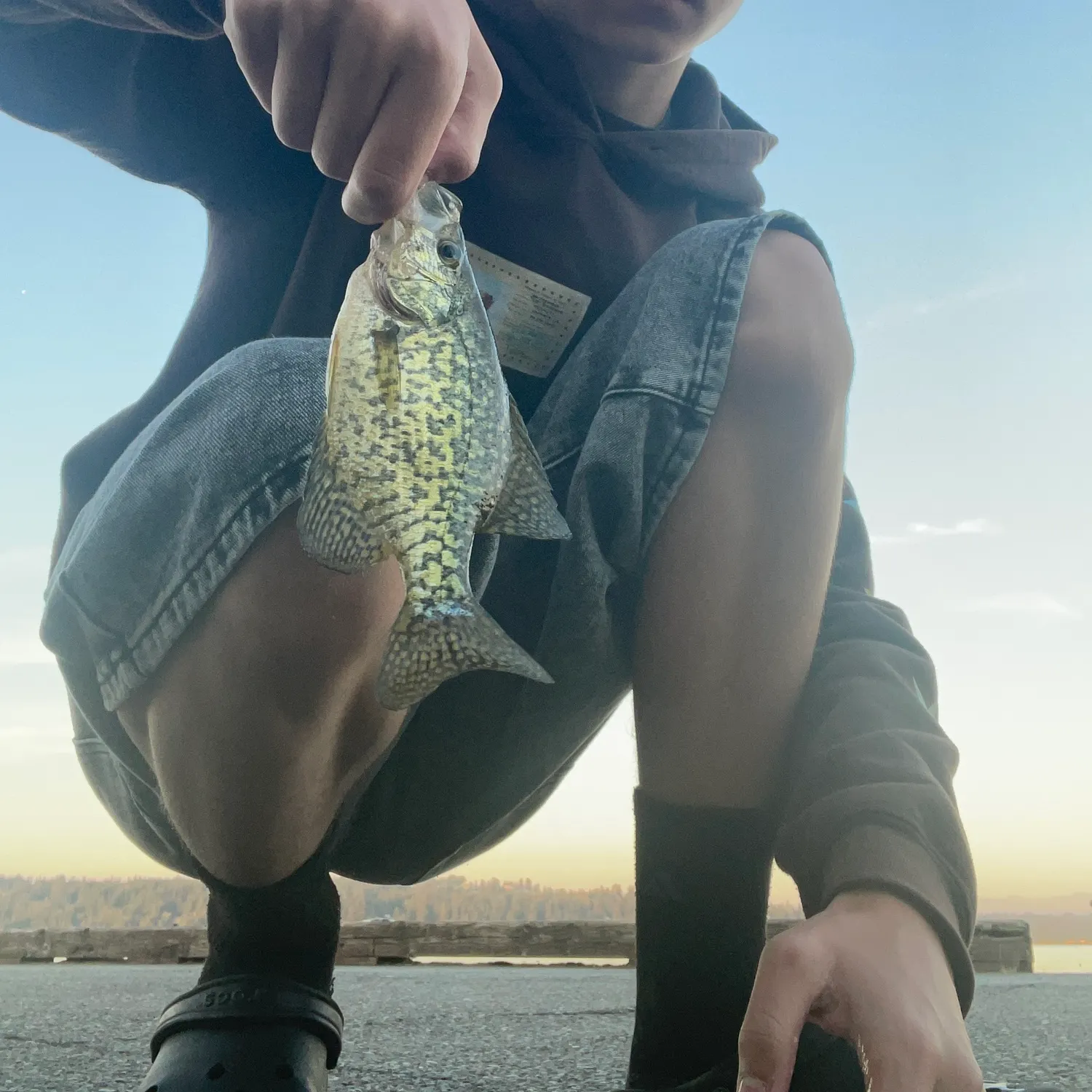 Black crappie caught on Fishbrain