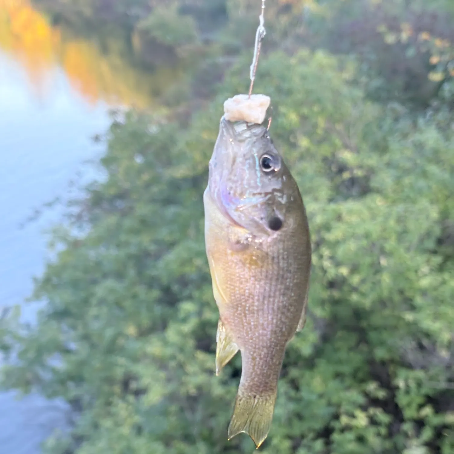 Green sunfish caught on Fishbrain