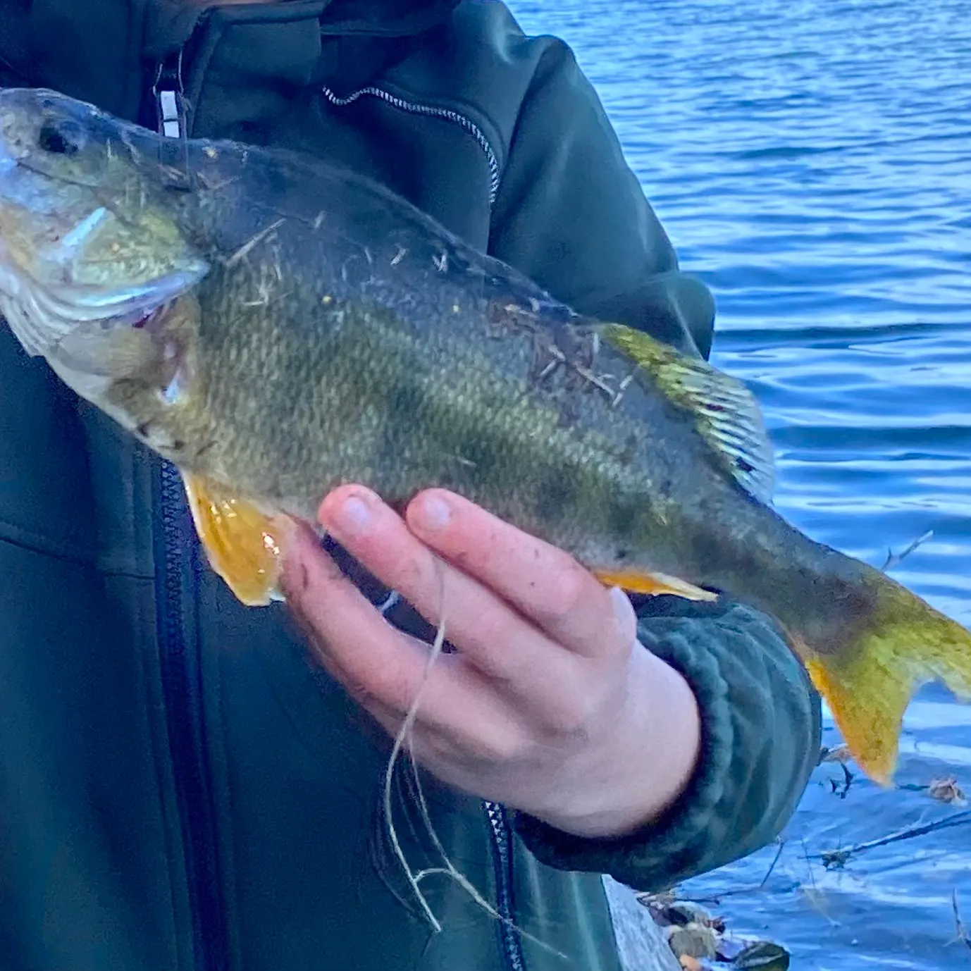 European perch caught on Fishbrain