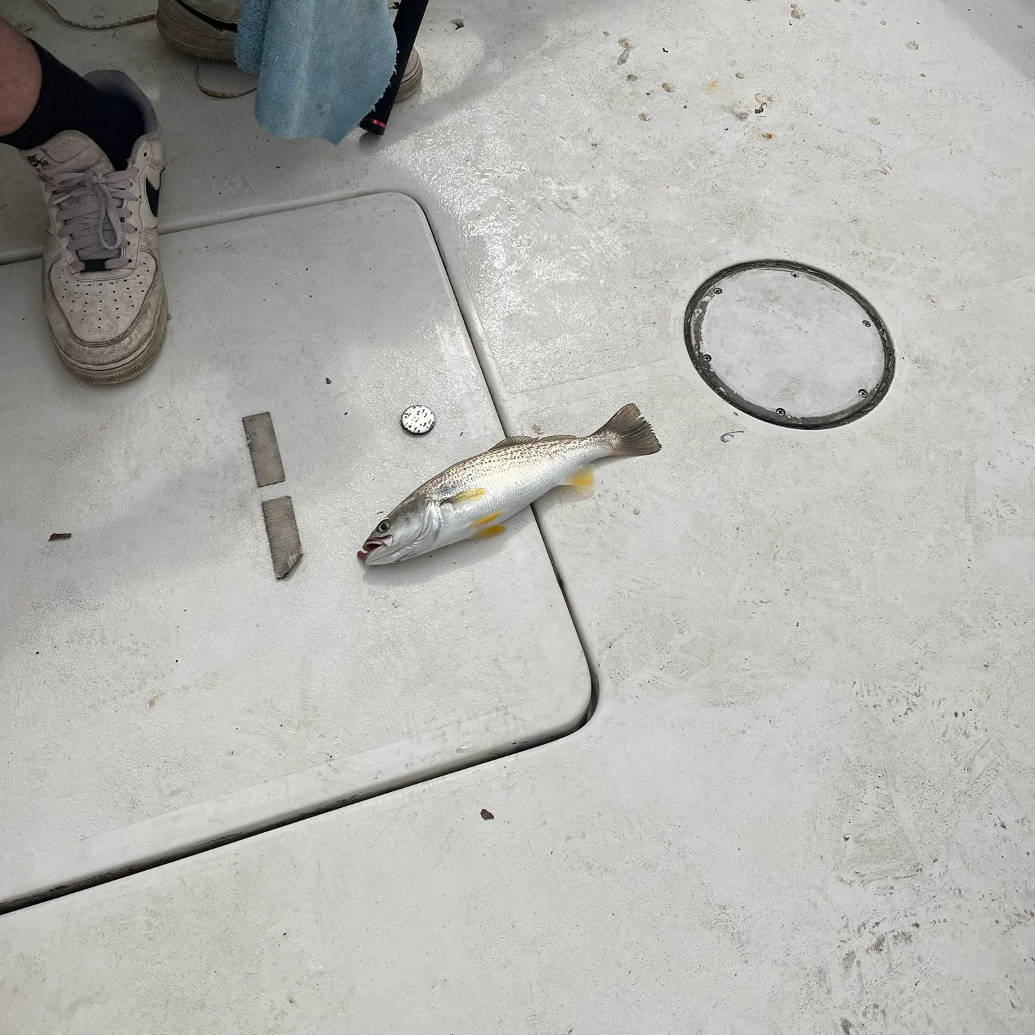 The most recent Silver seatrout catches on Fishbrain