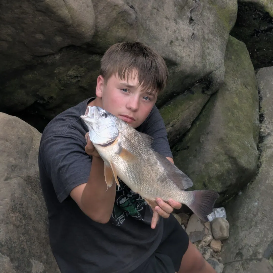 Freshwater drum caught on Fishbrain