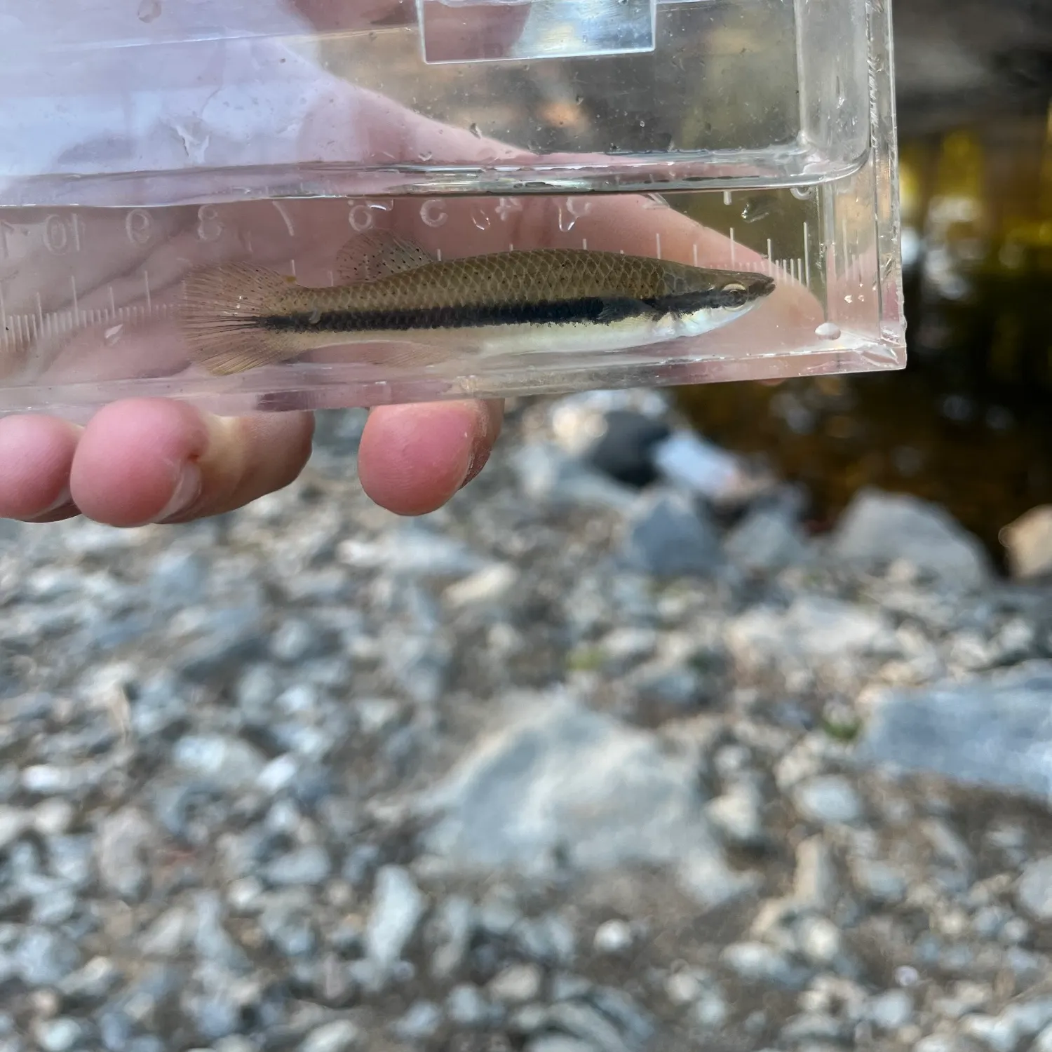 Blackspotted topminnow caught on Fishbrain