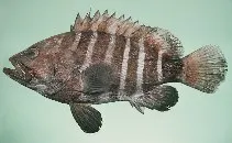 Eightbar grouper