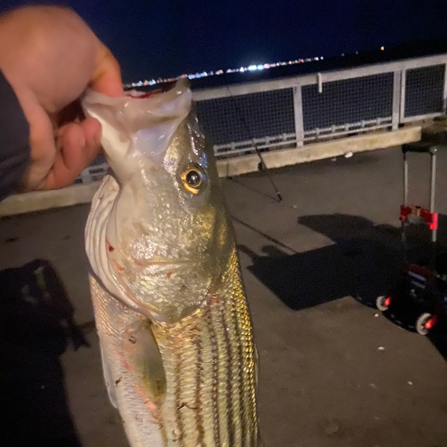 Fish caught on Fishbrain
