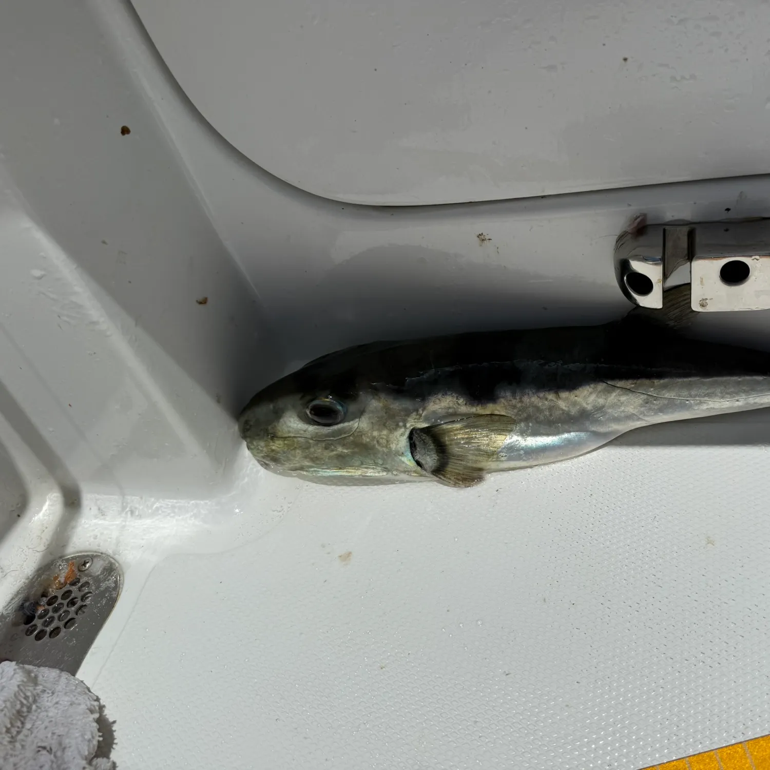 The most recent Smooth puffer catches on Fishbrain