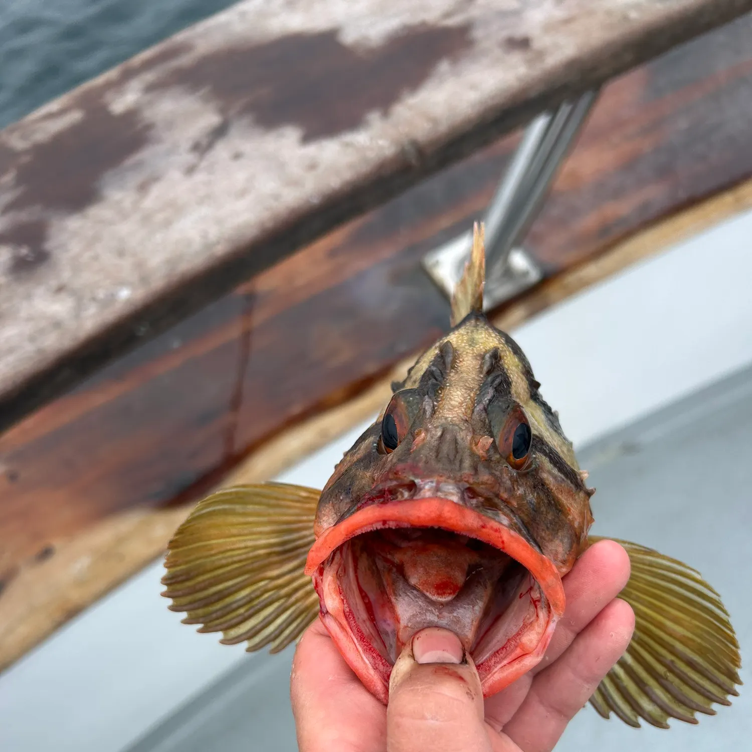 The most recent Treefish catches on Fishbrain