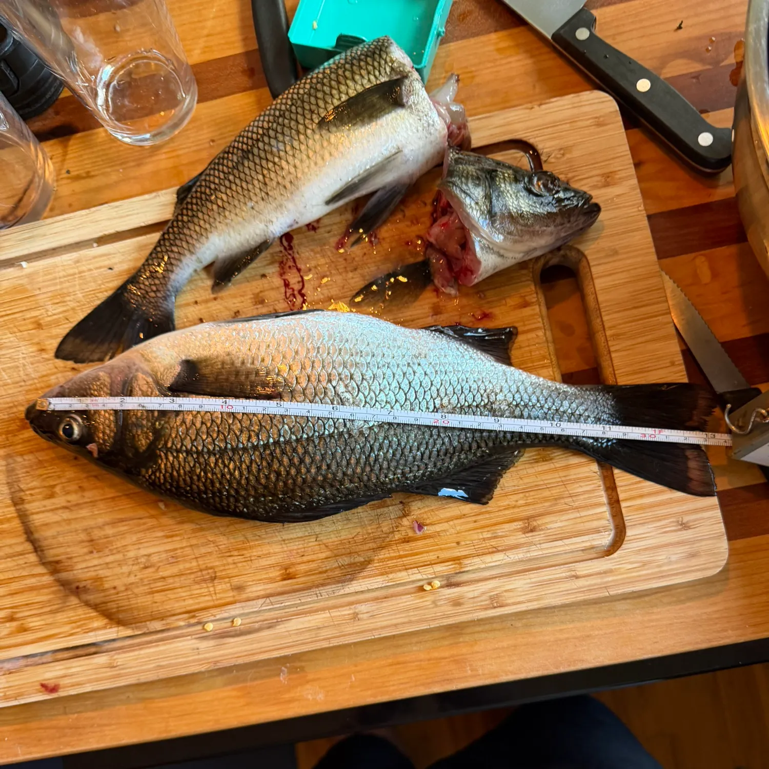 White perch caught on Fishbrain