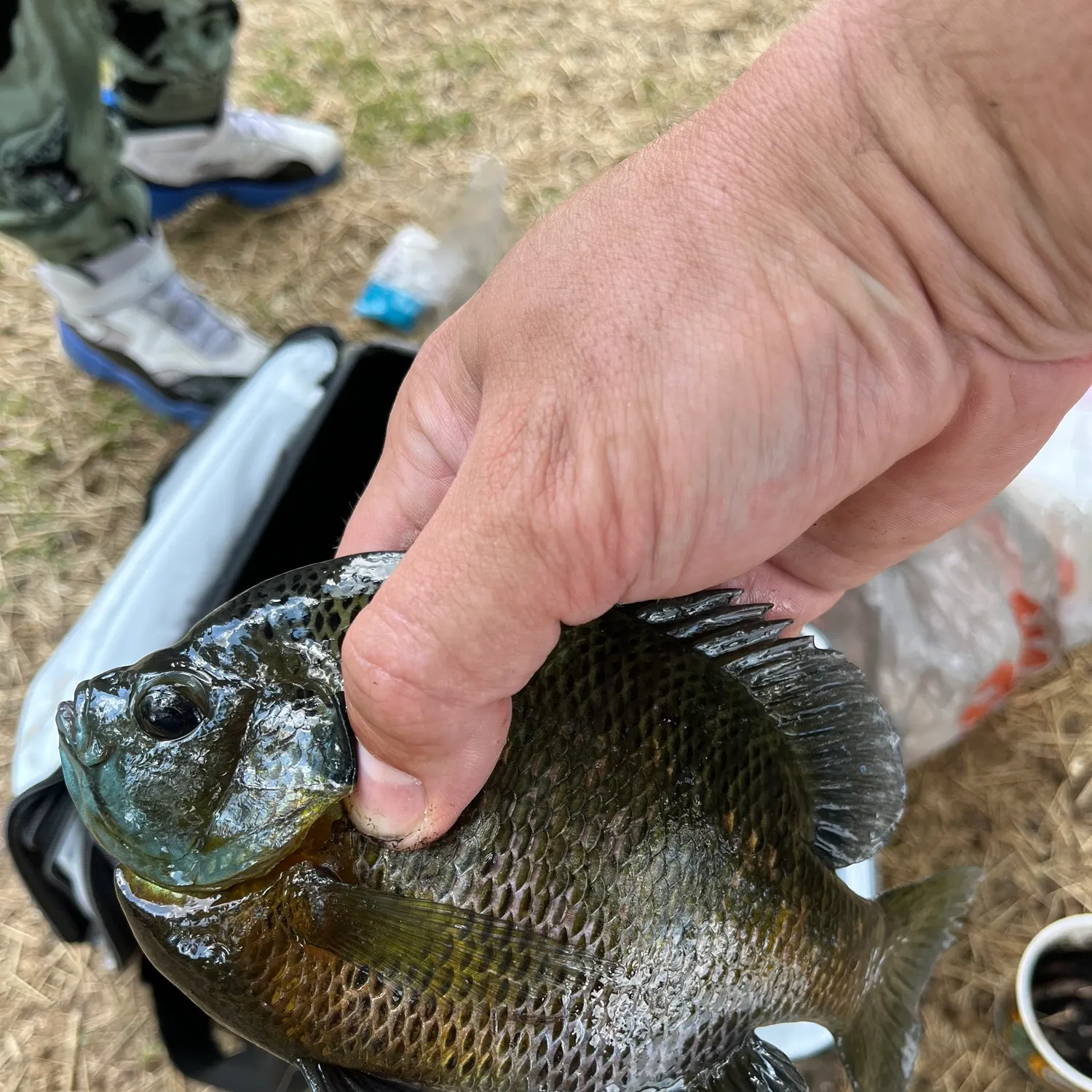 angler catch