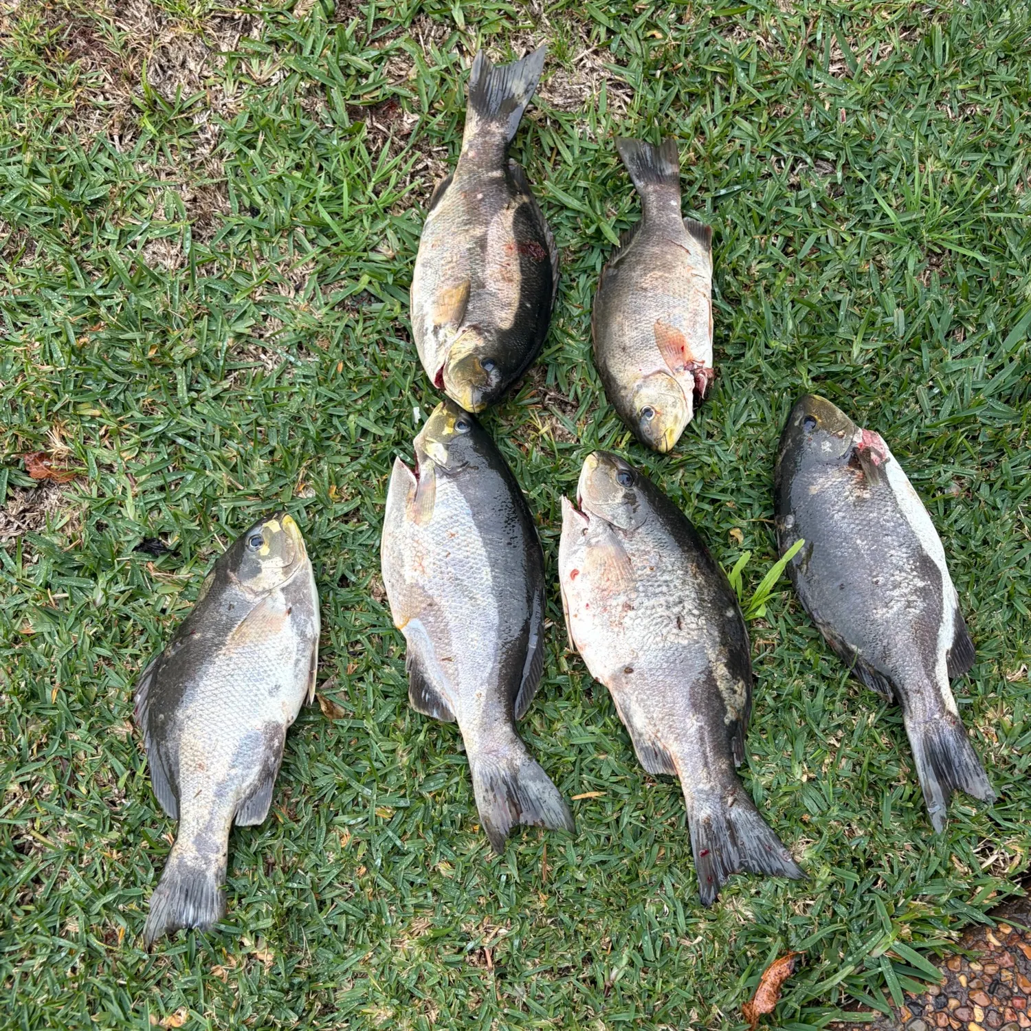 The most recent Black drummer catches on Fishbrain