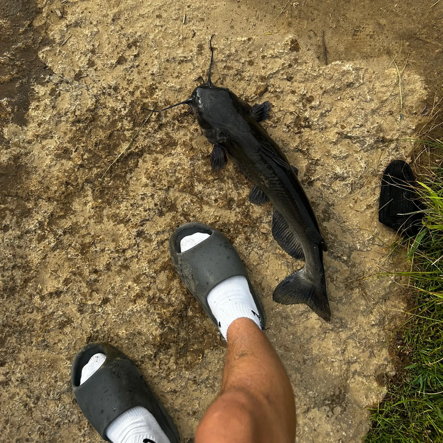 Channel catfish caught on Fishbrain