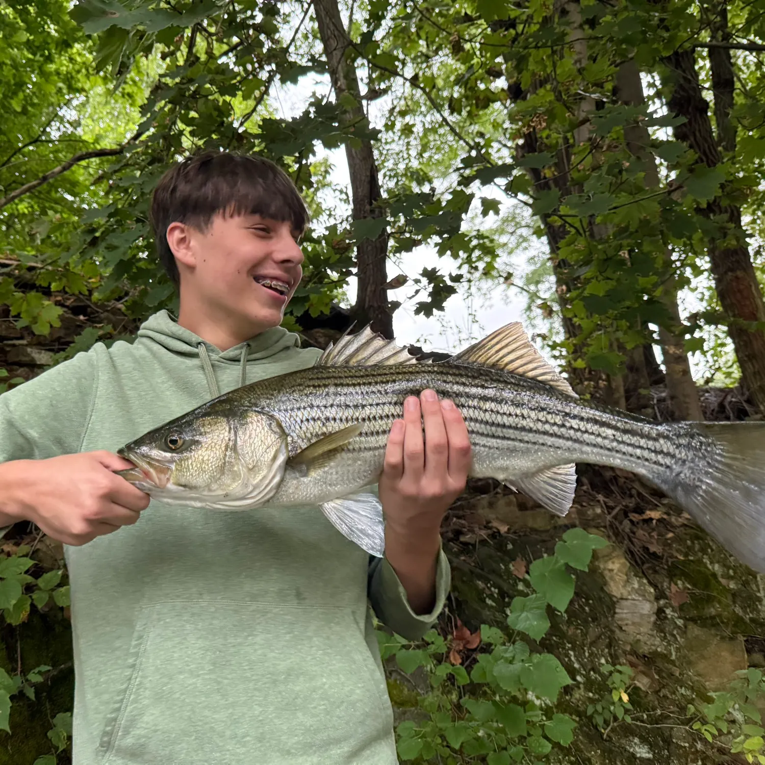 Striped bass caught on Fishbrain