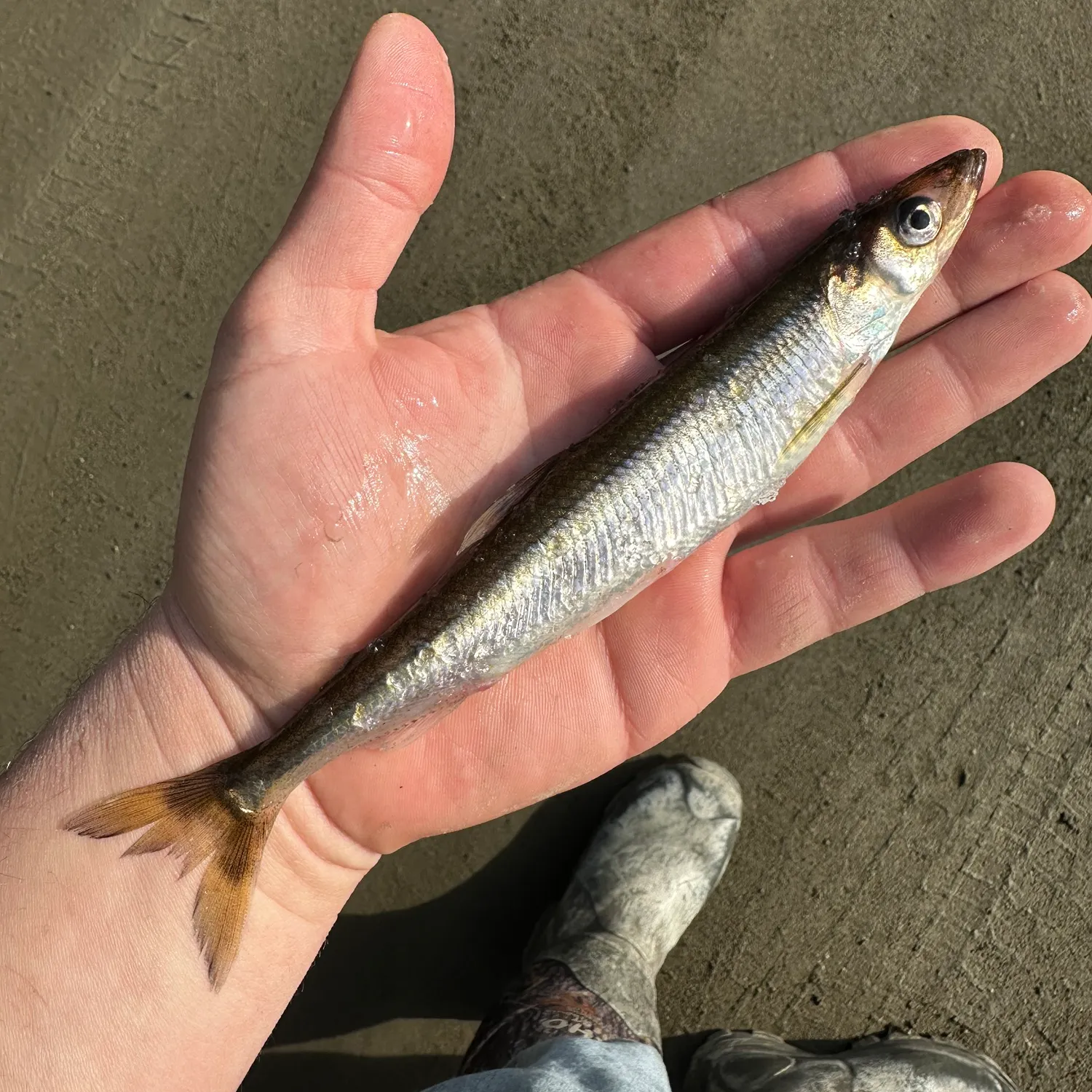 The most recent Atlantic rainbow smelt catches on Fishbrain