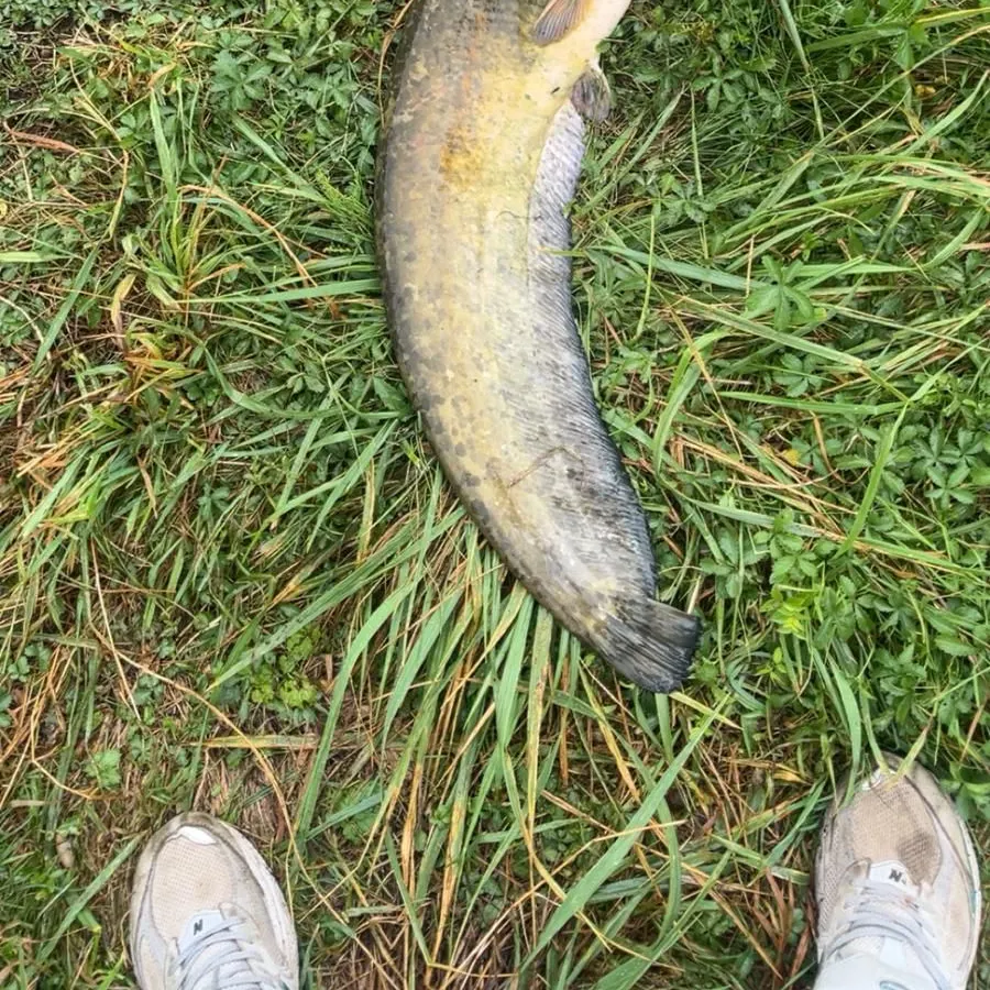 The most recent Wels catfish catches on Fishbrain