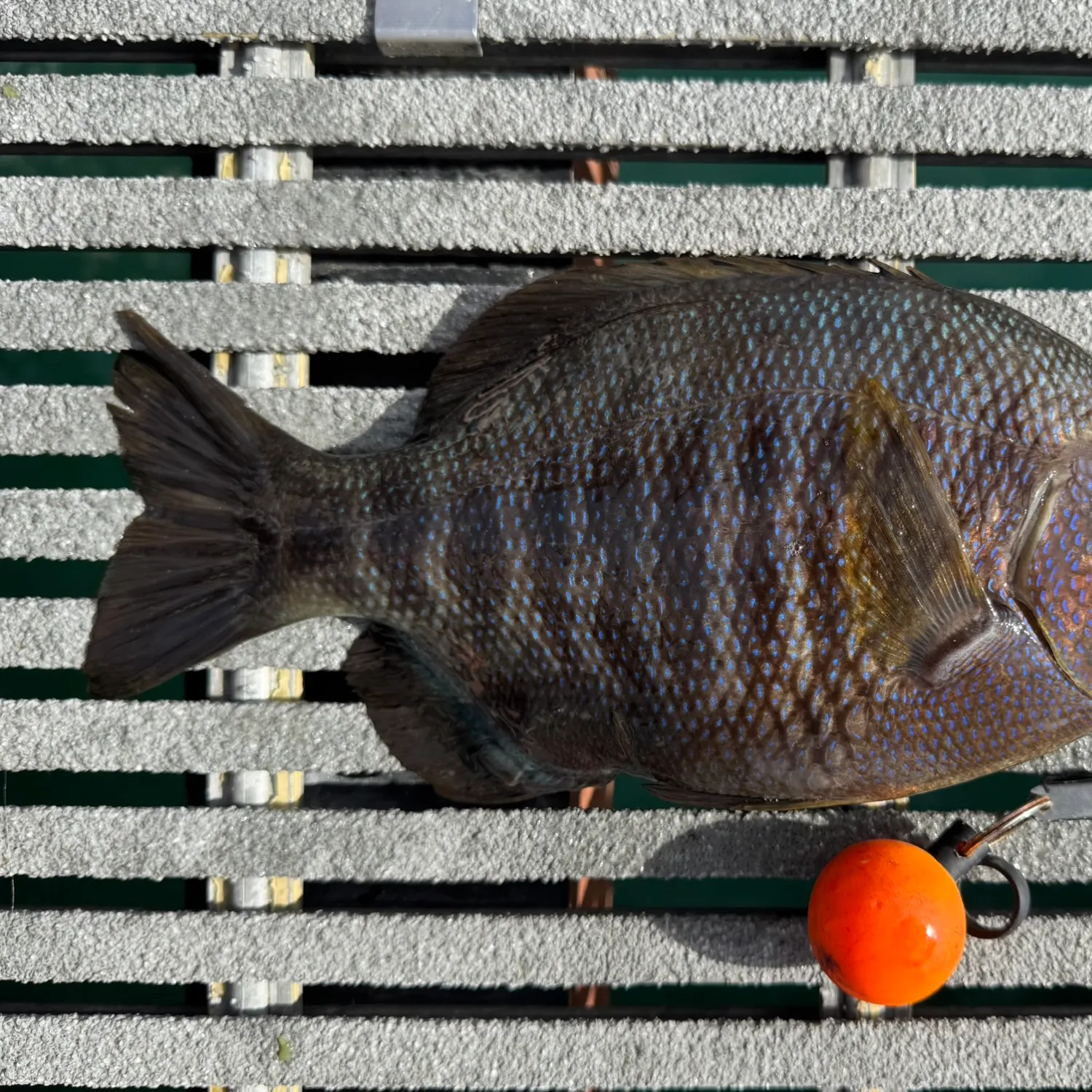 Black perch caught on Fishbrain
