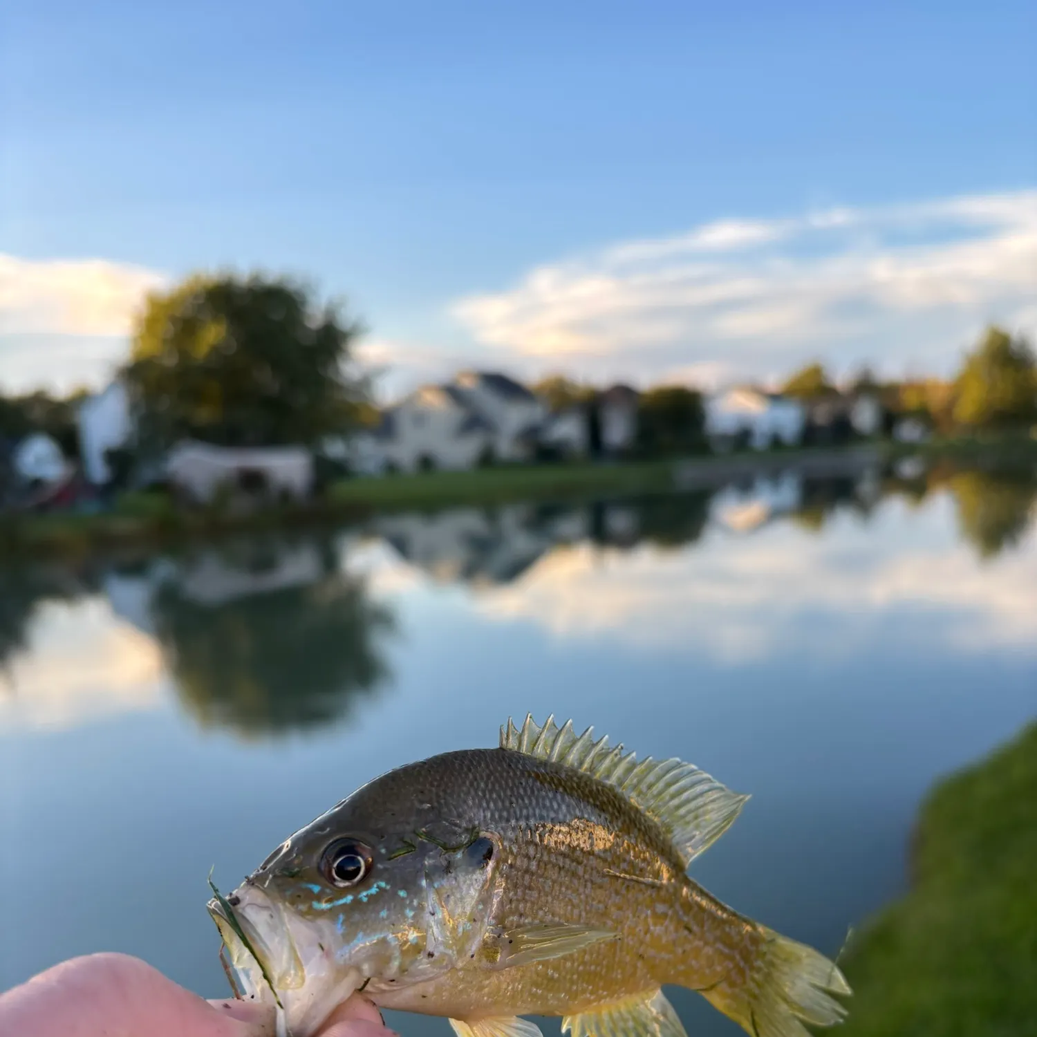 Green sunfish caught on Fishbrain