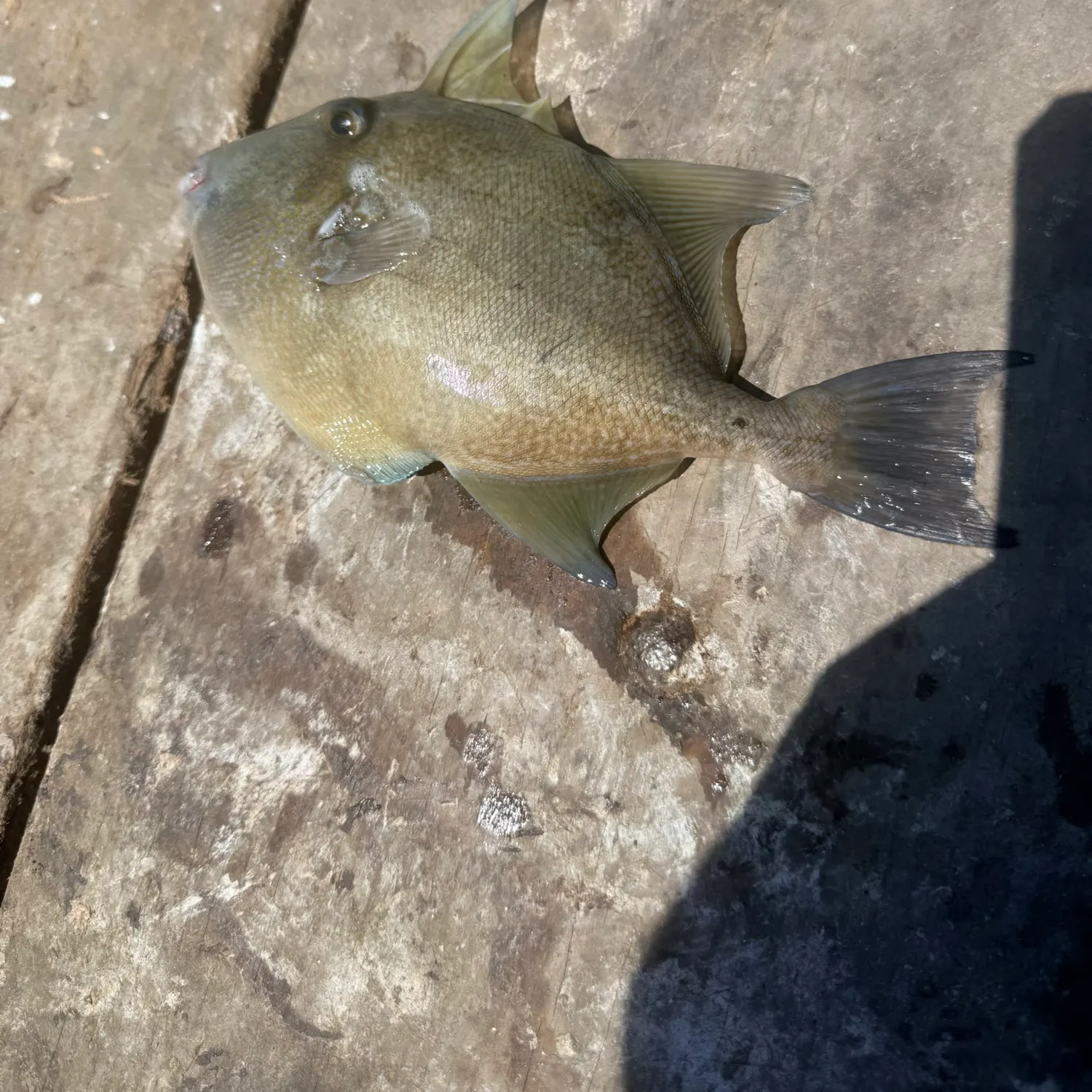 The most recent Finescale triggerfish catches on Fishbrain