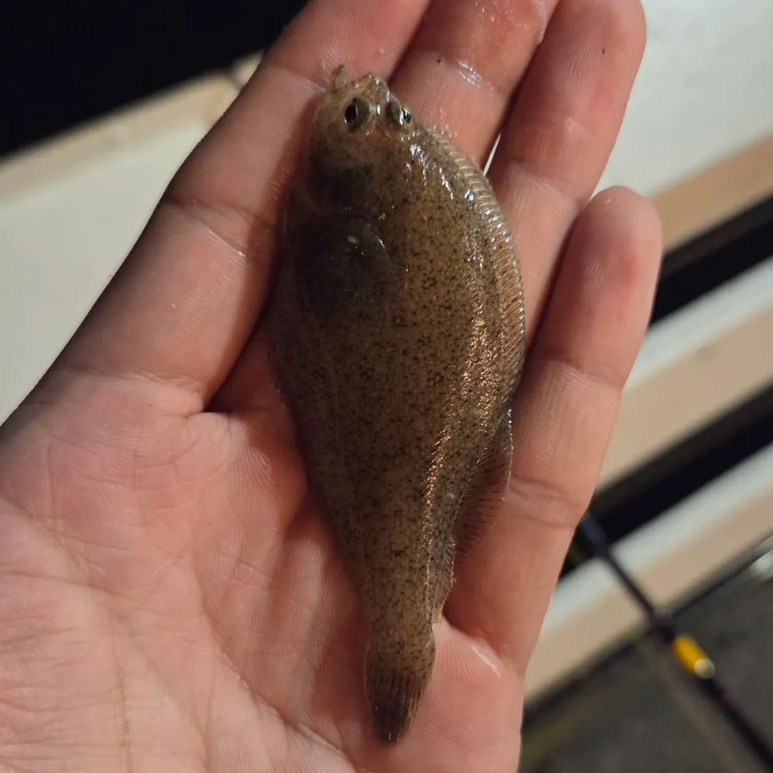 The most recent Speckled sanddab catches on Fishbrain
