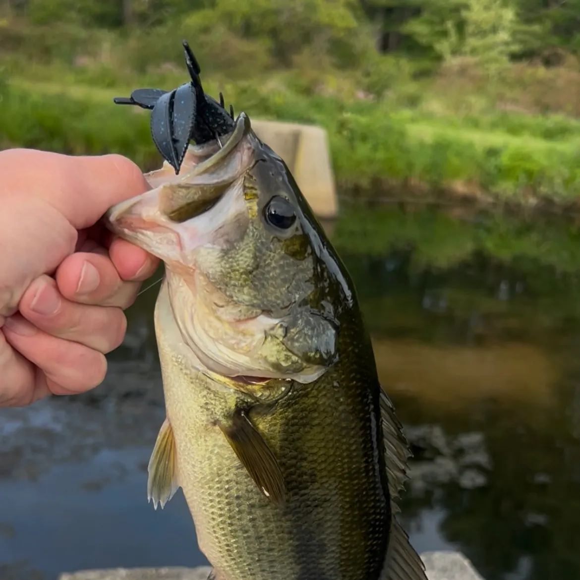 Largemouth bass caught on Fishbrain