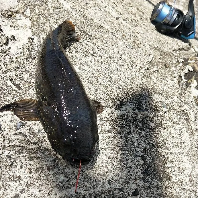 Round goby caught on Fishbrain