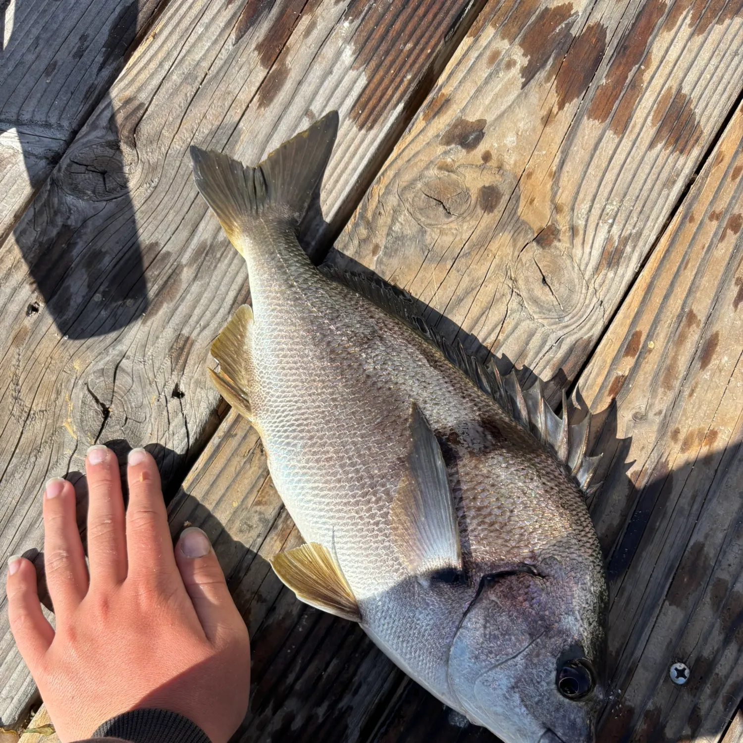 The most recent Sargo catches on Fishbrain