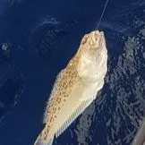 The most recent Greater weever catches on Fishbrain