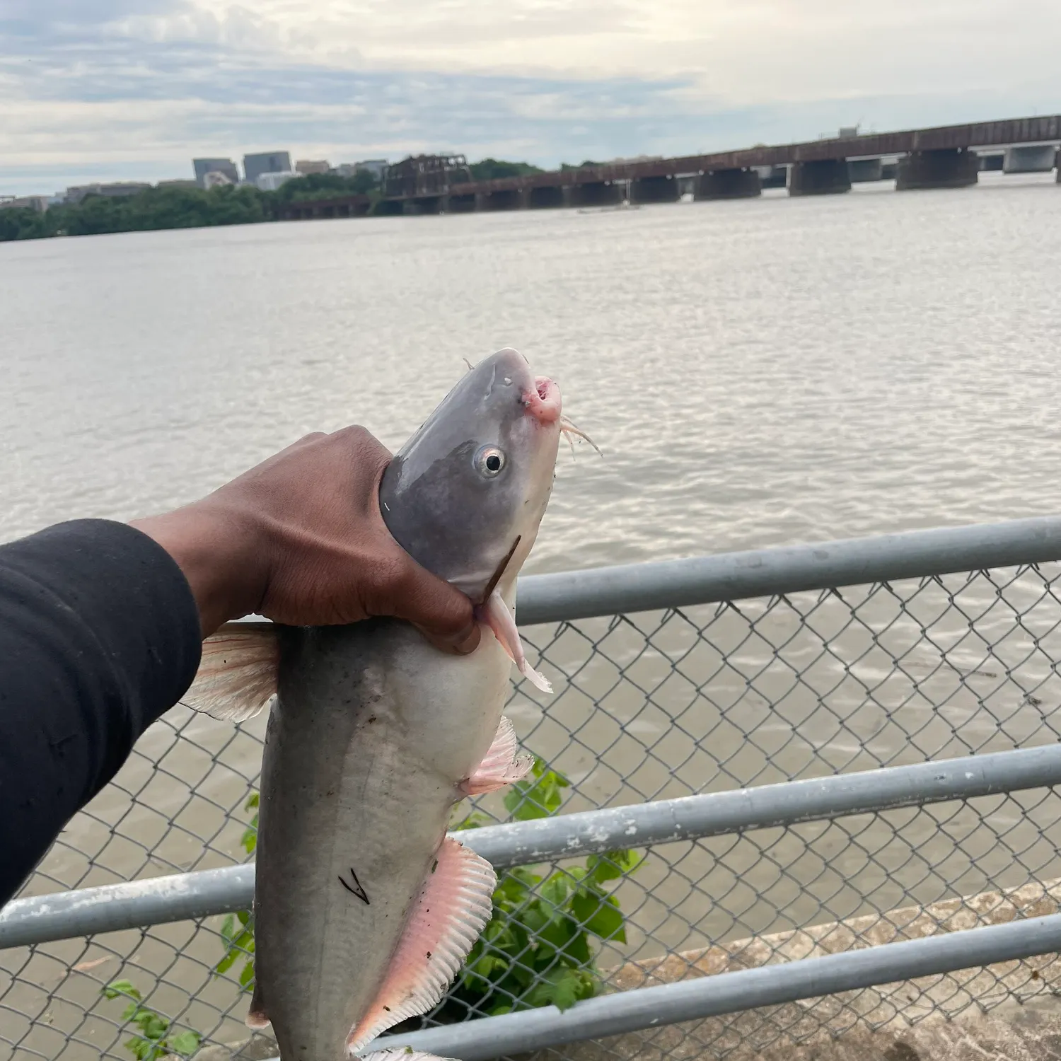 catch
