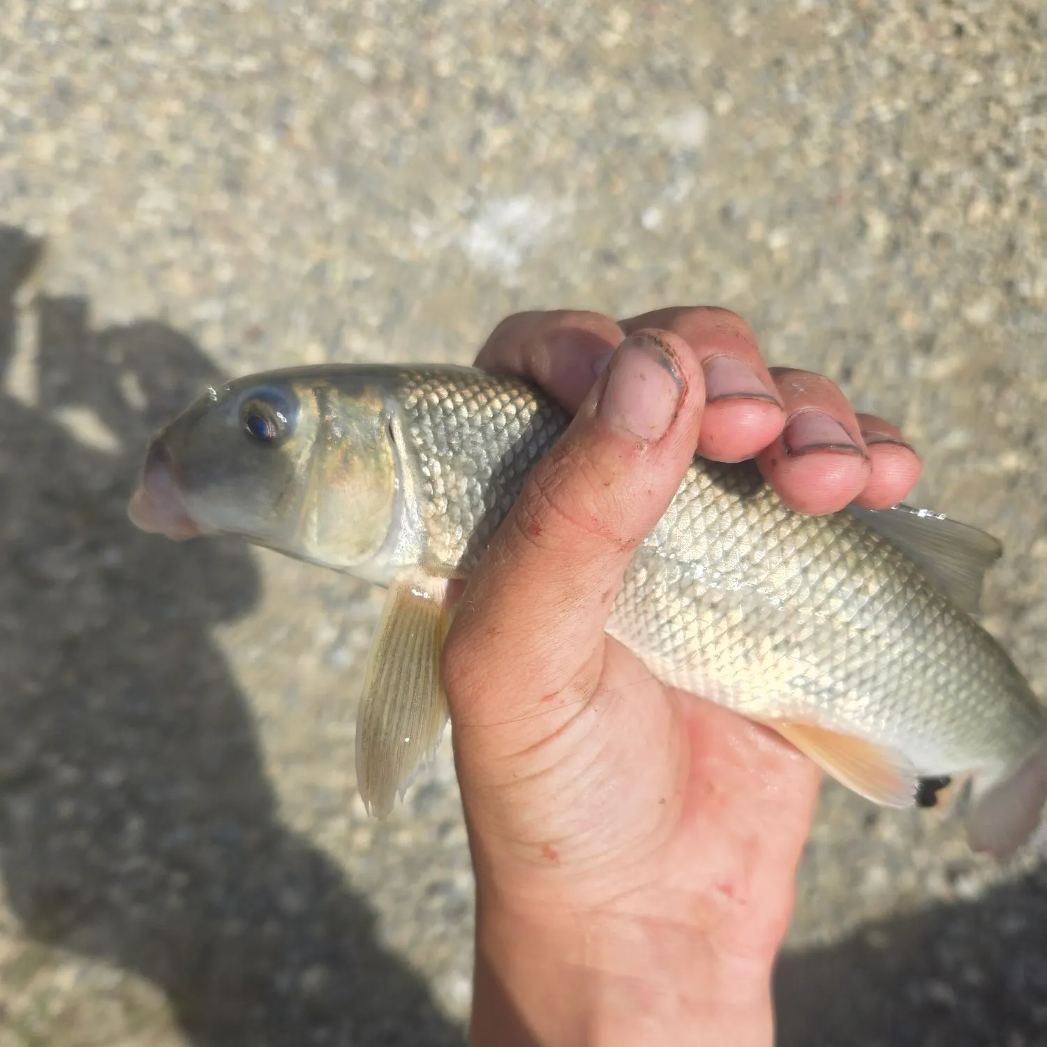 The most recent Longnose sucker catches on Fishbrain