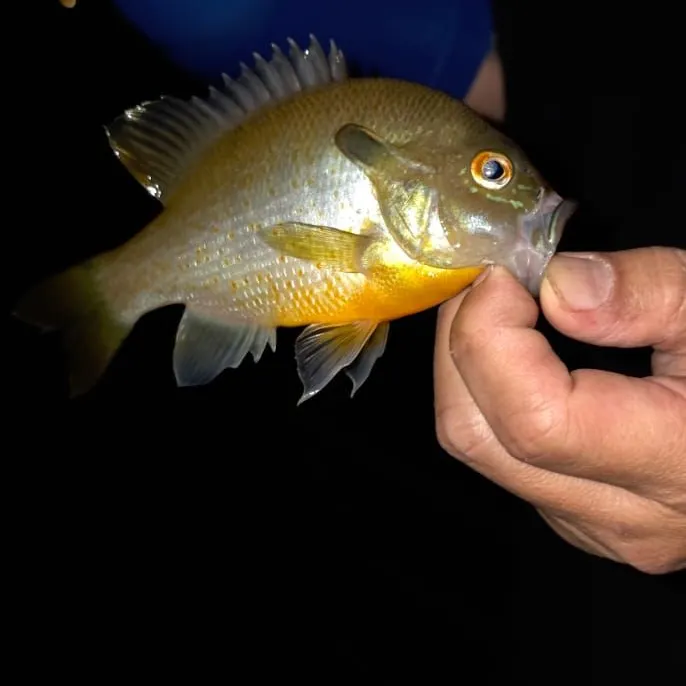 Redbreast sunfish caught on Fishbrain