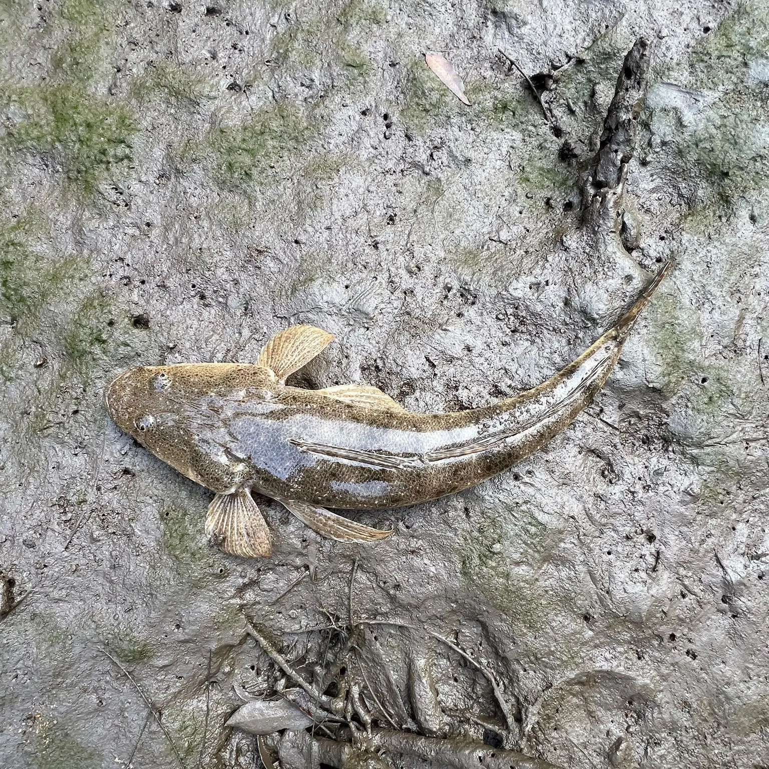 Dusky flathead caught on Fishbrain