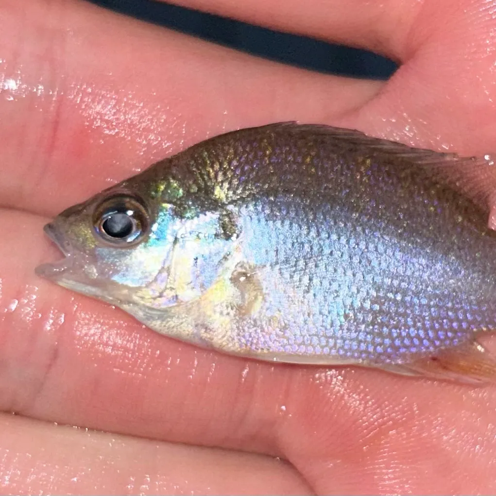 Longear sunfish caught on Fishbrain