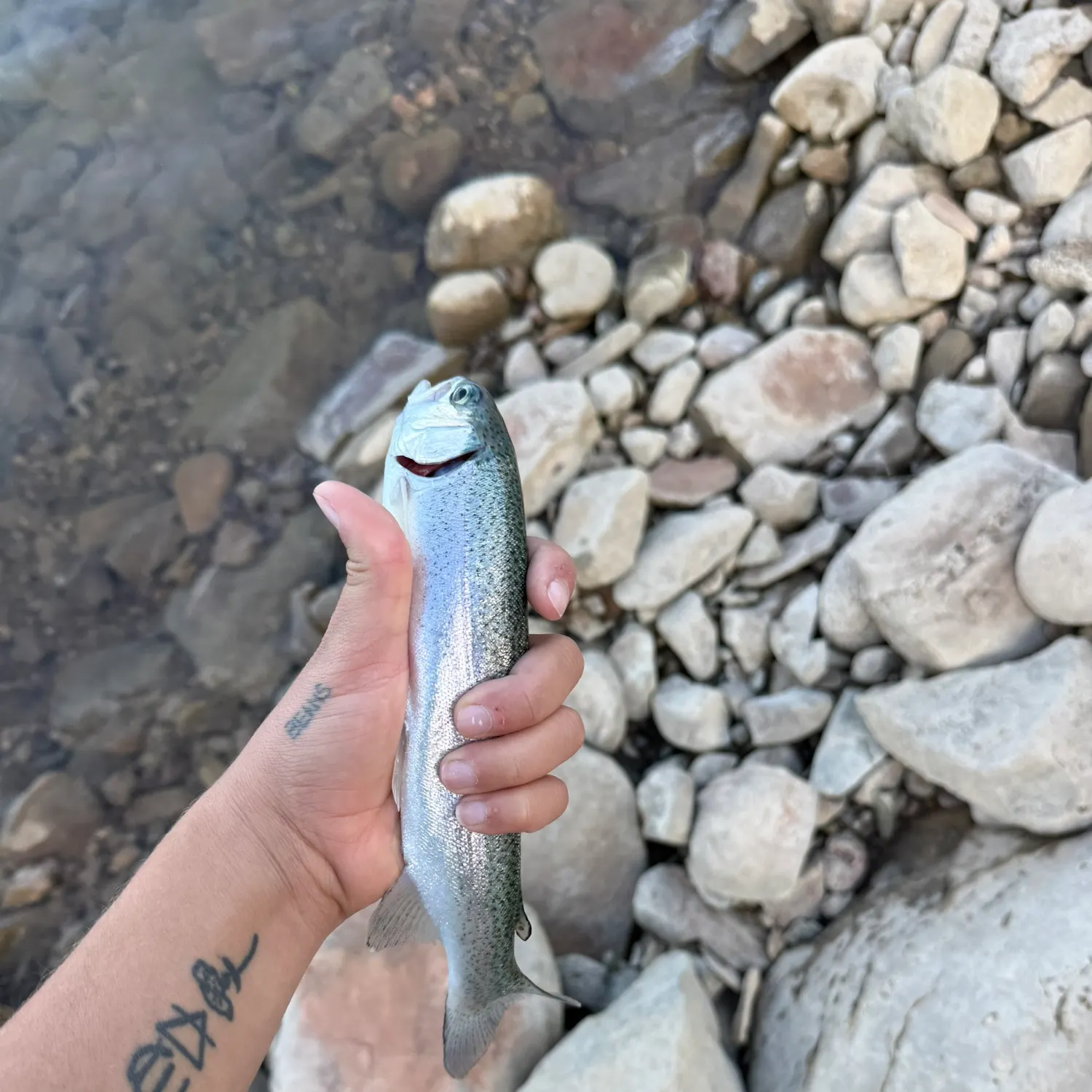 Rainbow trout caught on Fishbrain