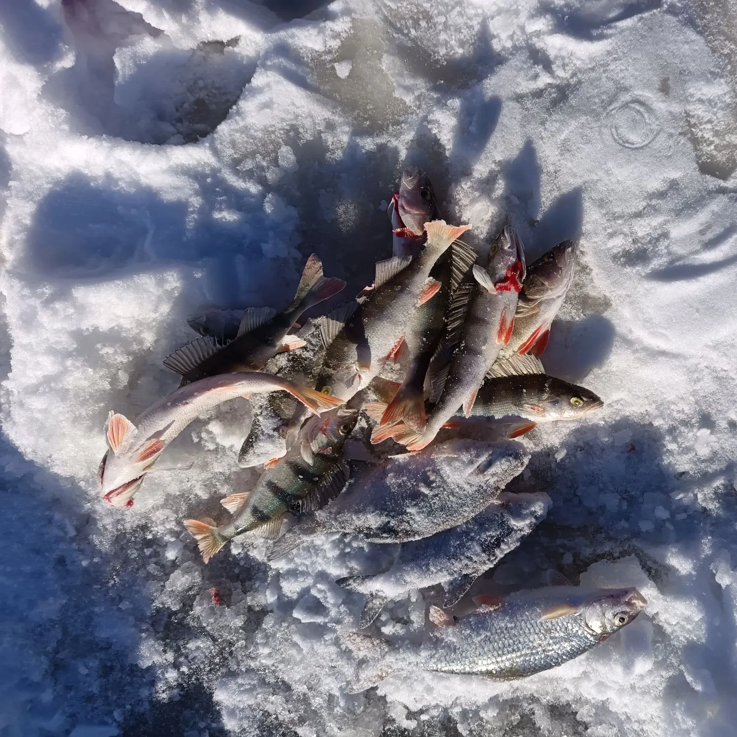 recently logged catches