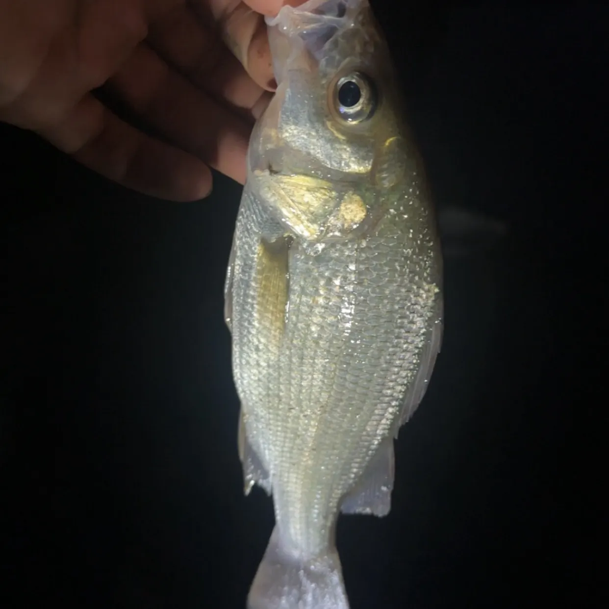 White perch caught on Fishbrain