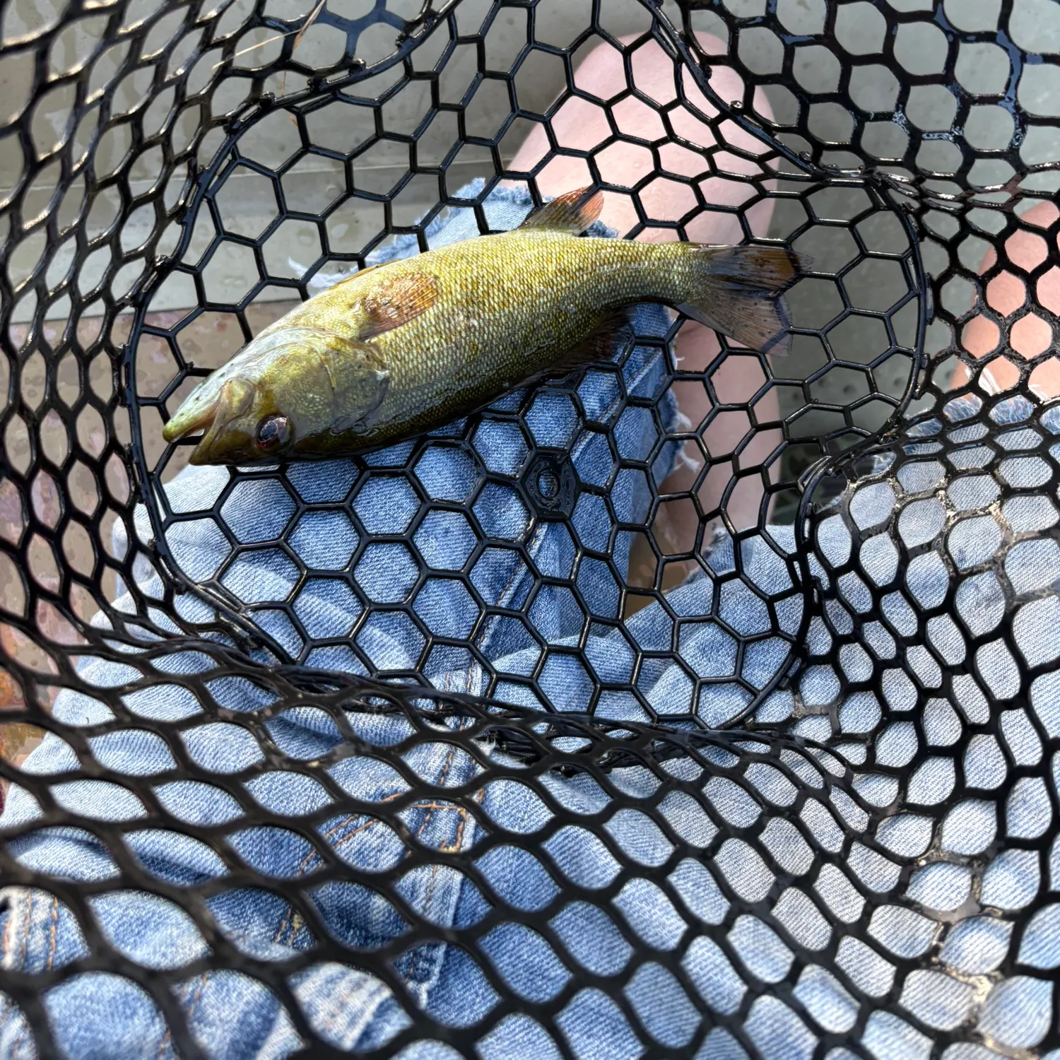 Smallmouth bass caught on Fishbrain