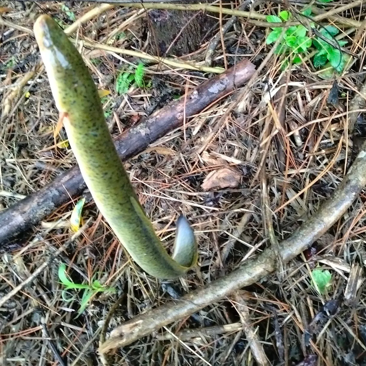 Speckled longfin eel caught on Fishbrain