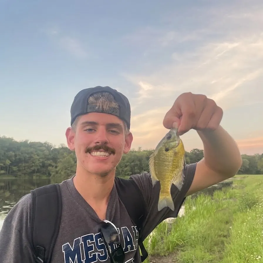Green sunfish caught on Fishbrain