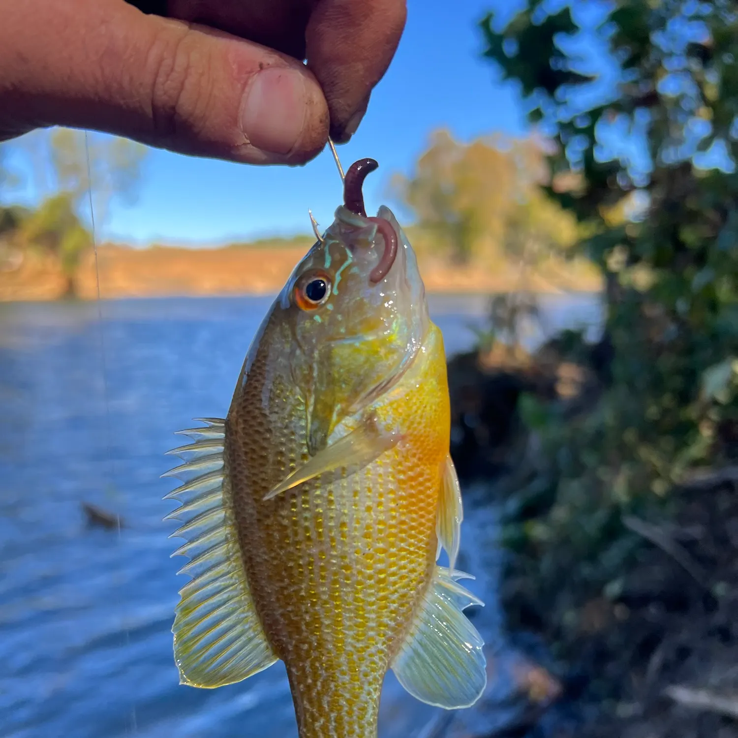 Redbreast sunfish caught on Fishbrain