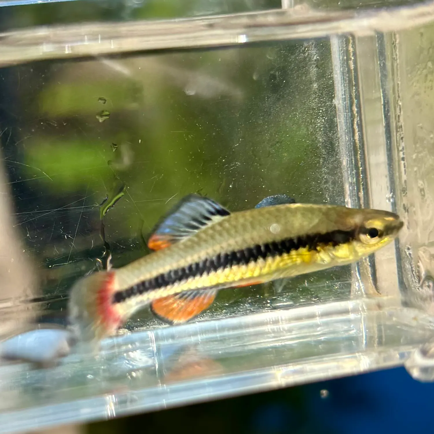 The most recent Bluefin killifish catches on Fishbrain