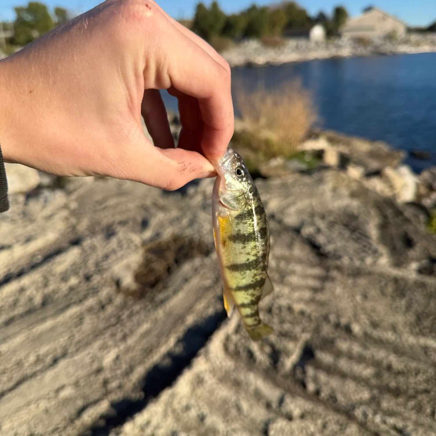 Yellow perch caught on Fishbrain