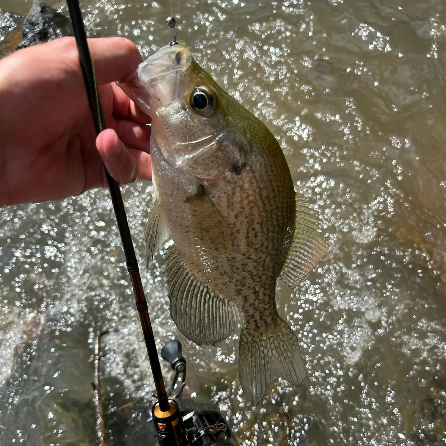 Black crappie caught on Fishbrain