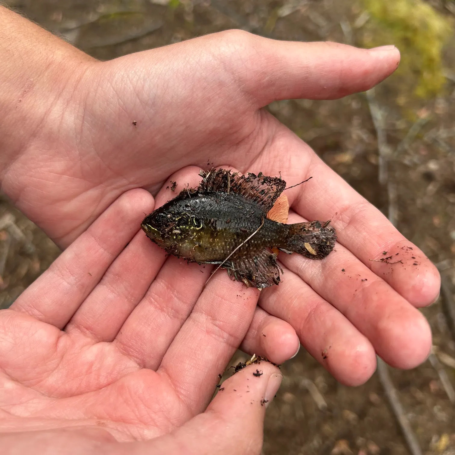 The most recent Banded sunfish catches on Fishbrain