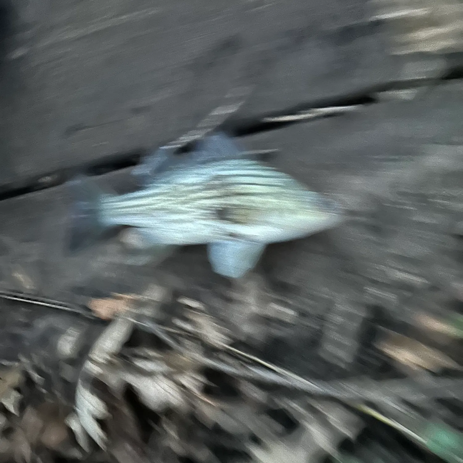 White bass caught on Fishbrain